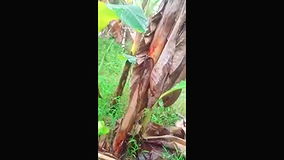 Village Outdoor Sex video